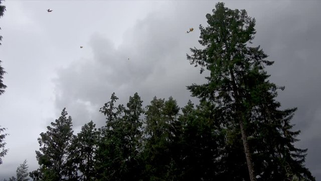 4K Nature Strong Wind Blowing Trees During Storm