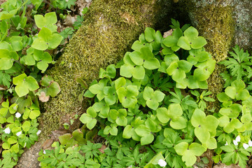 Beautiful view of the original Bialowieza Forest, Poland