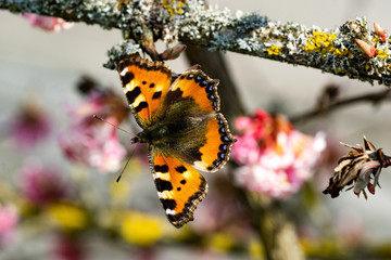 Schmetterlinge Frühling