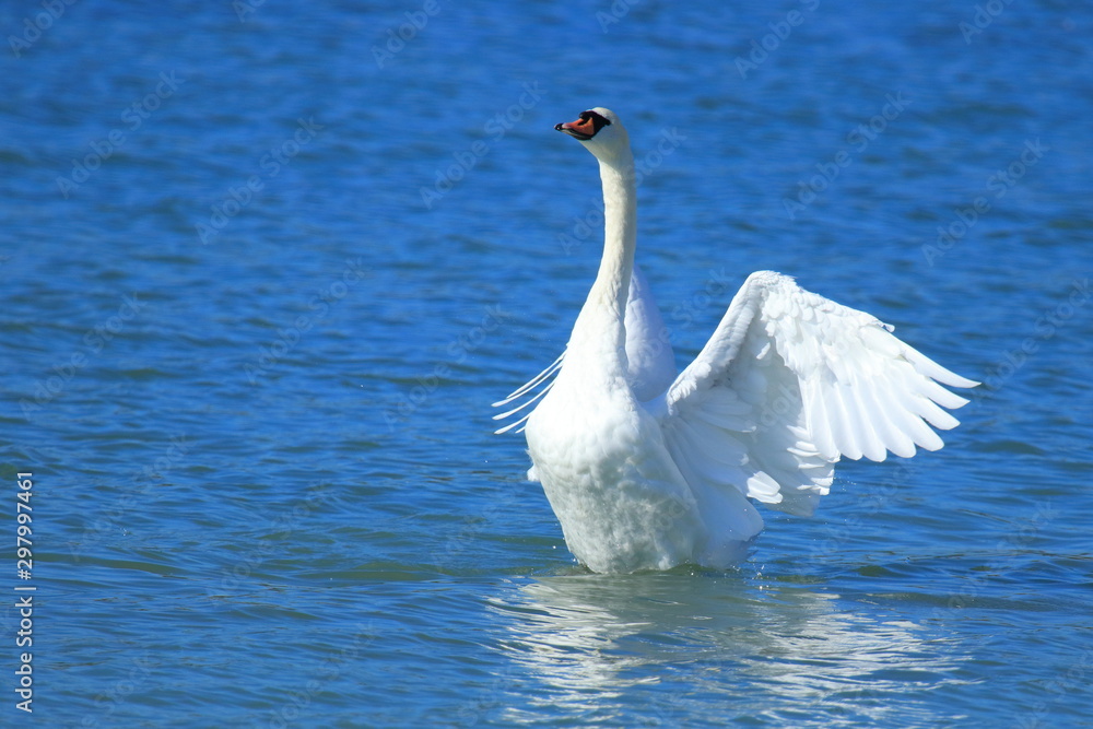 Wall mural Swan on the lake. Male ostentation. 