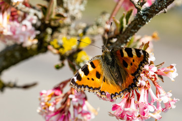 Schmetterlinge Frühling