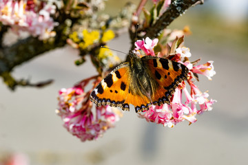 Schmetterlinge Frühling
