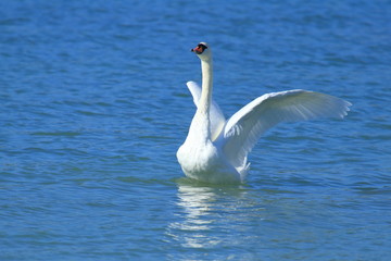 Swan on the lake. Male ostentation. 