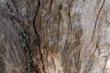 Olive tree bark close up