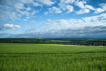 Green field of wheat, under a blue sky with thunderclouds. Beautiful landscape