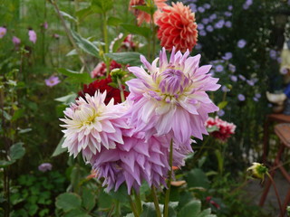 Obraz premium Цветы георгины светло-фиолетовые и красно-желтые