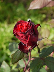 Цветок бутон роза бордовая 