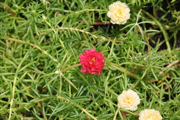 red flowers in the garden