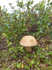 mushroom in the forest