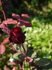 Цветок бутон роза бордовая 