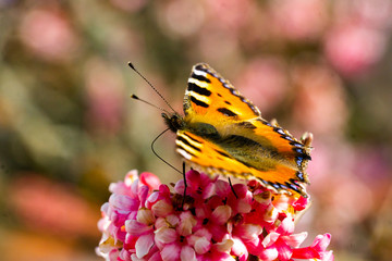 Schmetterlinge Frühling