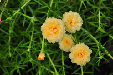 yellow flowers on green background