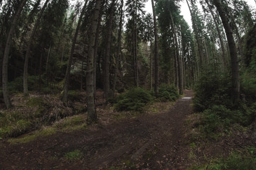 Aderspach-Teplice Rocks, deep wild forest 