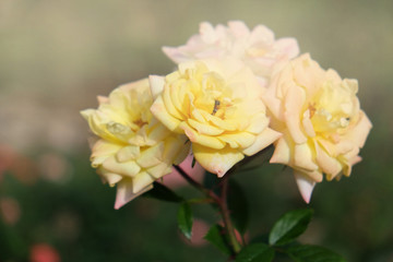 fresh roses flower blossoming in the garden