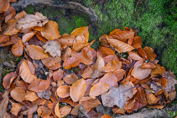 Fototapeta na wymiar A carpet of beech leaves nestled in the hollow of a tree