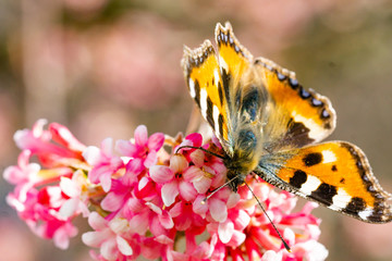 Obraz premium Schmetterlinge Frühling
