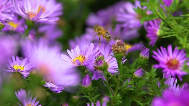 Slow Motion Honey Bee Buzzing on Flower