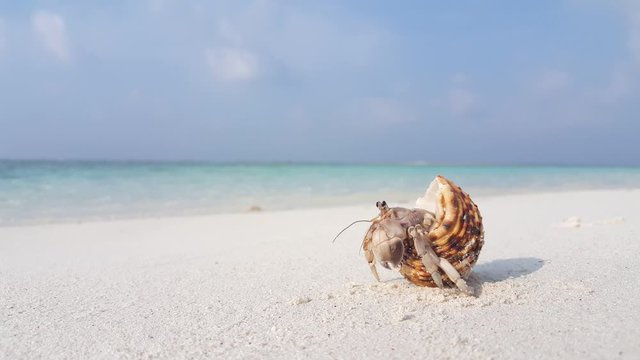 Cute little crab walking away with its shell on the tropical beach 