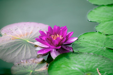 pink water lily