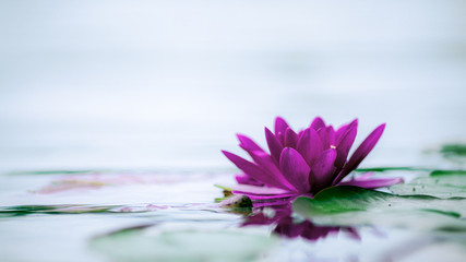 pink water lily - Powered by Adobe