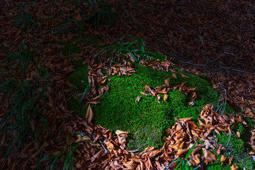 Boulder overgrown with green moss and autumn leaves