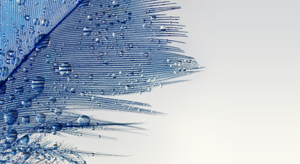 Drop of water dew on a blue feather close up.