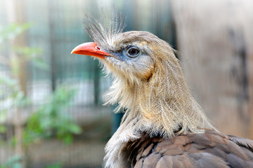 Red legged seriema bird (Cariama cristata), bird native to southern America.