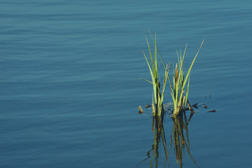 trawa na wodzie