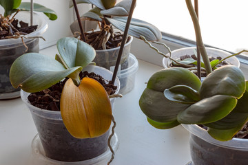 the leaves of the Orchid plant damaged by disease