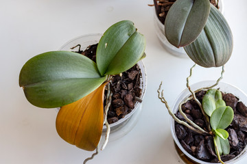 the leaves of the Orchid plant damaged by disease