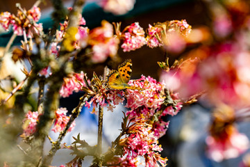 Schmetterlinge Frühling