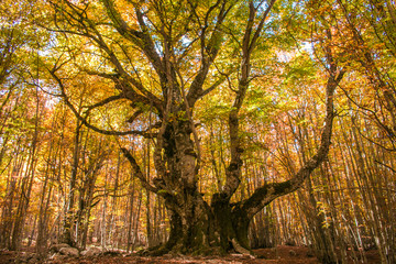 The beech of the Pontone (faggio del Pontone): 600 years of a monumetal testimony in Abruzzo
