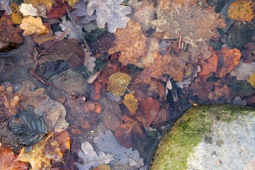 leaves under water