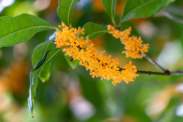 Flower of fragrant olive - Osmanthus fragrans var. aurantiacus - are blooming in Fukuoka city, JAPAN.
