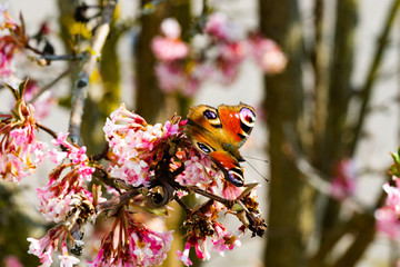 Schmetterlinge Frühling