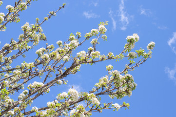 white blooming tree branches with blue sky on background