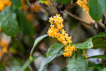 Flower of fragrant olive - Osmanthus fragrans var. aurantiacus - are blooming in Fukuoka city, JAPAN.