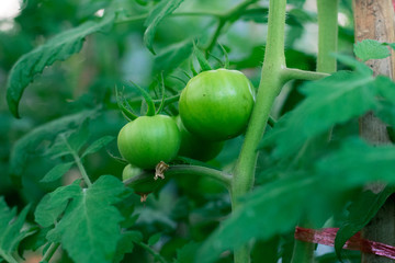 Fototapeta premium Green tomatoes that are not yet ripe and planted on the top of the mountain.