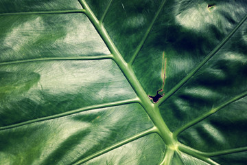 Tropical Green Leaves. Nature background