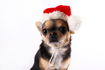 Studio shot of mini chihuahua with big ears & bulging eyes sitting over isolated background. Short-haired black white and brown miniature doggy wearing Christmas themed clothing. Close up, copy space.