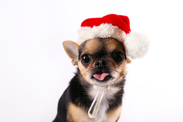 Studio shot of mini chihuahua with big ears & bulging eyes sitting over isolated background. Short-haired black white and brown miniature doggy wearing Christmas themed clothing. Close up, copy space.