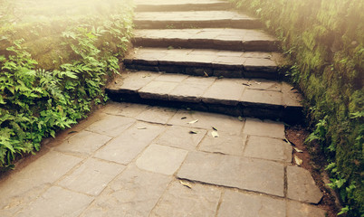 Stairway to the natural forest at the greenery outdoor garden