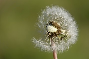 Löwenzahn, Pusteblume, Blume, Natur, Pflanze, Saat, Sommer, Flora, flaumig, Makro, Unkraut, Wiese,...