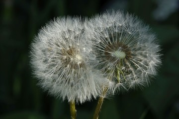 Löwenzahn, Pusteblume, Blume, Natur, Pflanze, Saat, Sommer, Flora, flaumig, Makro, Unkraut, Wiese, Nahaufnahme