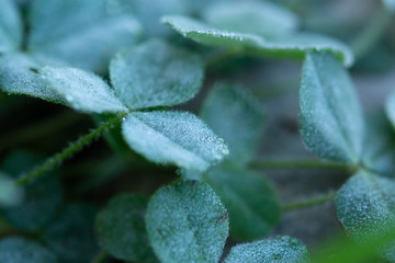 Clover in morning dew droplets
