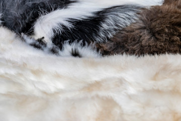 Fur background close-up. Soft beige fur texture and black - white sheep wool.