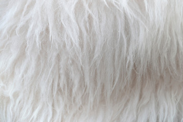 White fur winter background close-up texture. Fluffy white fur macro.