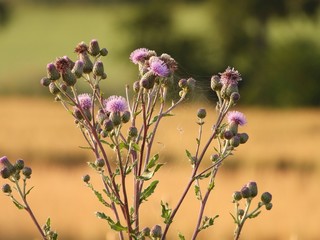 Blume, Flora, Blüten, lila, Natur, Pflanze, Garten, Park, Frühling, Sommer, aufblühen, floral, blüen, schön, Blütenblätter, Feld, Wiese, bäuerlich, Natur