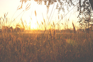 landscape view. beautiful sunrise on rice field in morning