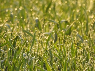 Gras, Morgentau, Natur, morgens, grün, frisch, Feld, Wiese, Pflanze, Tautropfen, Frühling, Sommer, Herbst, Pflanze, Garten, Wachstum, Nahaufnahme, außerhalb